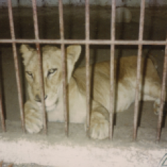 Publicising the maltreatment of animals: This Lion in Turkey was confined in a cage and was sick.